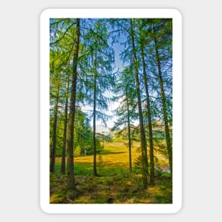 Tall Evergreens by Blea Tarn Sticker